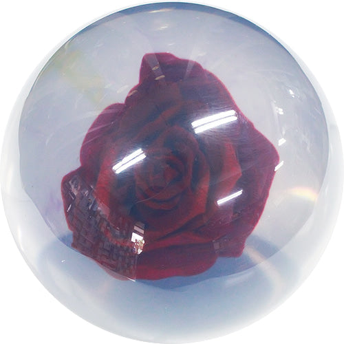 Rose Clear Hardball (Red)