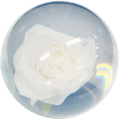 Rose Clear Hardball (White)